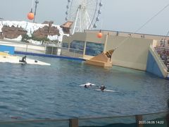 -秦皇岛乐岛海洋王国