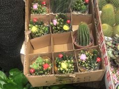 -循礼门鲜花花市(武汉循礼门店)