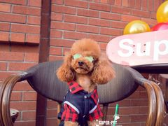 -超宠爱宠物摄影-Super pet