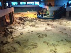 -自贡恐龙博物馆