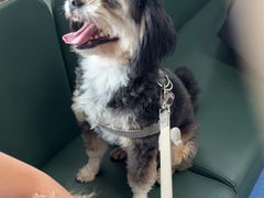 -顺强宠物诊所·狂犬免疫·夜诊·骨科(嘉定店)