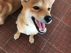 -柴犬高等学院·狗咖·柴犬售卖·宠物训练