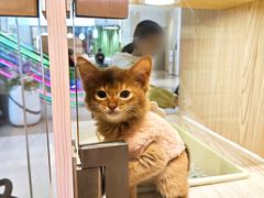 -屋虎猫馆(宝安大仟里店)