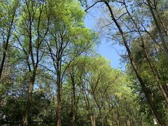 -铁山坪森林公园