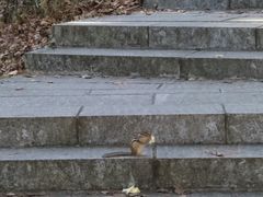 -汤旺河林海奇石景区