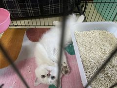 -喵zoo家庭繁育猫舍(尖东智能花园店)