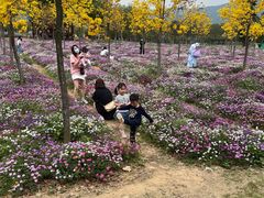 -天适樱花悠乐园