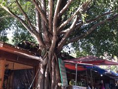 -瑞丽独树成林风景区