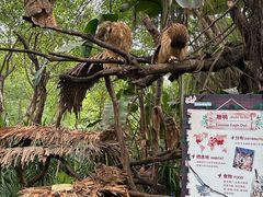 -广州长隆飞鸟乐园