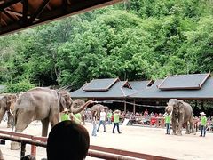 -西双版纳原始森林公园