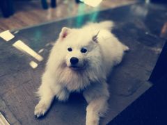 -百好乐宠物友好餐厅(朝外大街店)