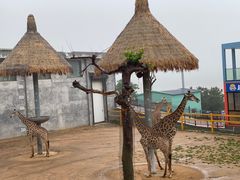 -西霞口神雕山野生动物世界