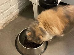 -有猫主题·治愈系猫咖(曾厝垵店)