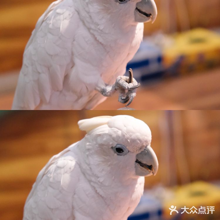 可以说是天津最大的室内动物园了
