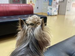 -瑞派天宁宠物医院·猫科·异宠中心