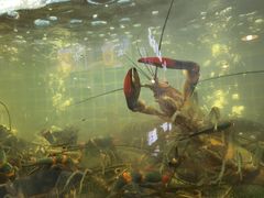 -冶建镜子·老南昌大排档·江西虾王(总店)