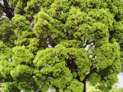 -墨尔本皇家植物园