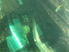 -悉尼海洋生物水族馆