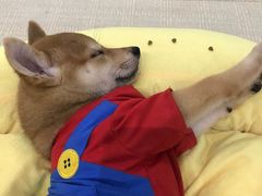 -逗柴咖啡屋·狗咖猫咖宠物桌游