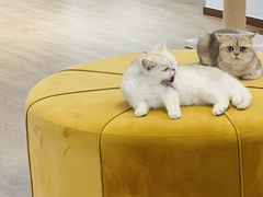 -1013 PET SHOP精品宠物商店(丁香店)