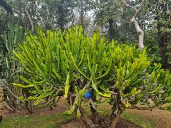 -中国科学院西双版纳热带植物园