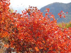 -北京西山国家森林公园