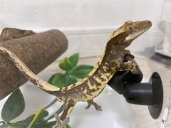 -酷以爬仙阁实体爬宠店·守宫·蜥蜴·专业繁育