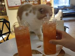 -滚猫咖啡·猫咖·猫友好撸猫(未来城店)