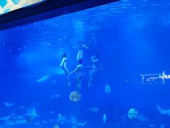 -烟台海昌鲸鲨海洋公园