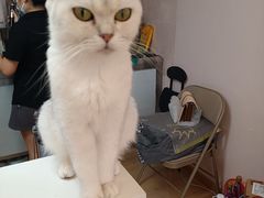 -猫咪派对(江南西店)