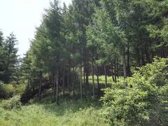 -塞罕坝国家级自然保护区