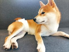 -南京Hallo宠物乐园·哈罗犬舍·柴犬繁育基地