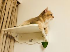 -东方名猫馆·英短金渐层布偶猫舍(环线广场1号楼店)