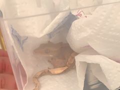 -酷以爬仙阁实体爬宠店·守宫·蜥蜴·专业繁育