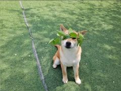 -宠物寄养训练学校
