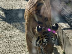 -西霞口神雕山野生动物世界