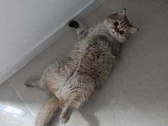 -中农国际动物医院24小时·猫科·骨科·急重症中心
