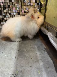 -神奇动物撸宠馆·羊驼·小浣熊·异宠(豫园店)