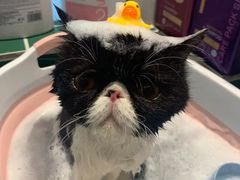 -山宅一喵德文卷毛猫舍