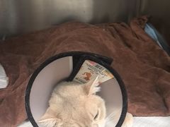 -佳雯宠物医院·皮肤科·内外科(春晓路分院)