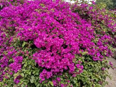 -高荡千年布依古寨旅游景区