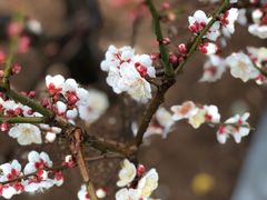 -普陀山风景名胜区-法雨禅寺