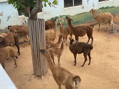 -西霞口神雕山野生动物世界