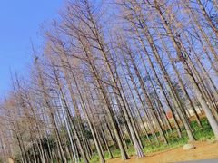 -上海长兴岛郊野公园