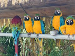 -西霞口神雕山野生动物世界