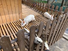 -上海崇明金茂凯悦酒店