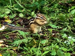 -五营红松林海景区