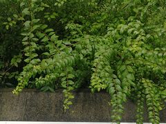 -西湖风景区-江洋畈生态公园