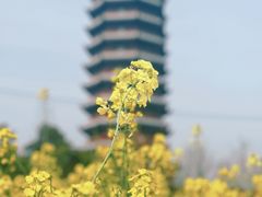 -皇罗禅寺