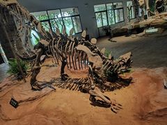 -自贡恐龙博物馆